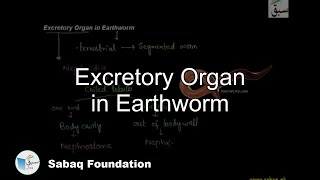 Excretion in Earthworm Biology Lecture  Sabaqpk [upl. by Lange]