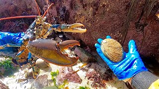 AMAZING FORAGING  Big Lobster  Abalone amp Starfish  Catch amp Cook [upl. by Janelle217]