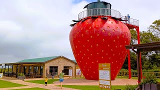 Red Berry farm at George and more from around South Africa [upl. by Lourdes261]