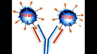 Biología  Reacción antígeno anticuerpo [upl. by Gilmour]
