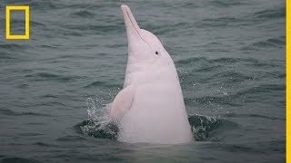 Los DELFINES ROSADOS son REALES y están DESAPARECIENDO en HONG KONG  NatGeo en Español [upl. by Notnef]