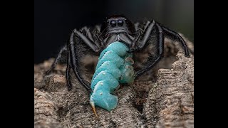 Hyllus giganteus GIANT JUMPING SPIDERS 😊 [upl. by Elbag]