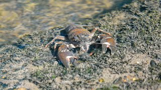 Crayfish Foraging On A Summers Morning Nanaimo BC July 15 2024 [upl. by Eetse]