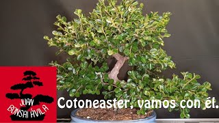 Bonsai cotoneaster manos a la obra bonsai [upl. by Yettie137]