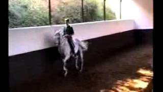 NUNO OLIVEIRA TRAINED LUSITANO STALLION  PETER ACTON RIDING [upl. by Shuler688]