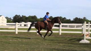 broken neck full video horse fall [upl. by Nalym875]