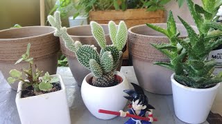 Como transplantar cactus 🌵 🌵 [upl. by Anaili]