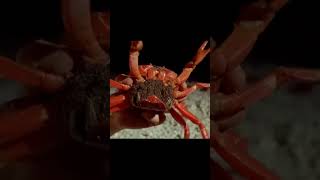 Indian Christmas Island in crabs army [upl. by Larok]