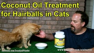 Natural Hairball Remedy Treatment for Cats [upl. by Derfnam]