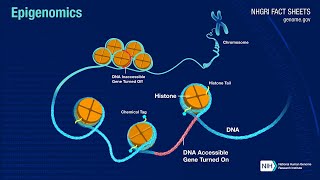 Single Molecule Sequencing Epigenomics [upl. by Lobiv]