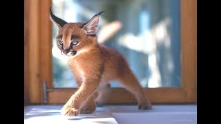 Cutest Baby Caracal Compilation [upl. by Zehcnas]