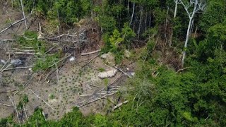 Drones captan indígenas aislados en la Amazonía brasileña [upl. by Clarise]