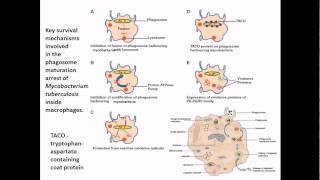 Mycobacterium tuberculosis infection and diseases [upl. by Patrica]