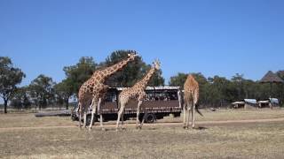 Savannah Safari at Taronga Zoo Western Plains [upl. by Timon]