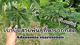 Adansonia suarezensis I เบาบับสายพันธุ์ที่หายากที่สุด [upl. by Elise]