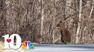 Loose pet wallaby seen hopping across LMUs campus [upl. by Lihcox]