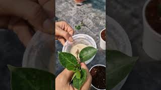 Mandevilla propagation trick iamthegardener mandevillavine plantpropagation plantcaretips [upl. by Ayat]