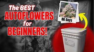 The EASIEST way to grow AUTOFLOWERS  For BEGINNERS  GrowPeaceful [upl. by Aratihc]