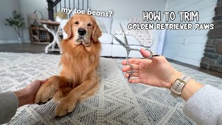 How I Groom My Dogs Paws ASMR [upl. by Milli]