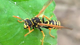 Polistes dominulus wasp [upl. by Dallman93]