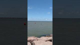 Porpoises swimming in the ship channel  Port Aransas TX dolphin [upl. by Anyal385]