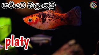 Platy fish CARE in Sinhala [upl. by Arreyt]