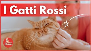 GATTI ROSSI  6 Curiosita sui gatti rossi 😺🧡 [upl. by Marlie]