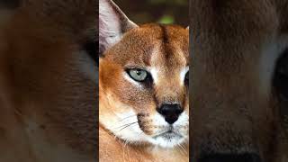 The Caracal Unveiling the Stealthy Predators Astonishing Hunting Abilities [upl. by Trenton]