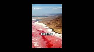 Lake Natron is the most deadliest and scariest yet Beautiful lake in the world short lakenatron [upl. by Bashee]