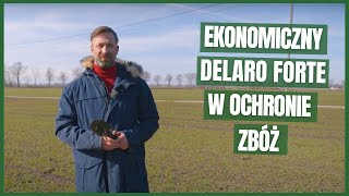 Delaro Forte ochroni zboża umiarkowanym kosztem [upl. by Lenroc339]