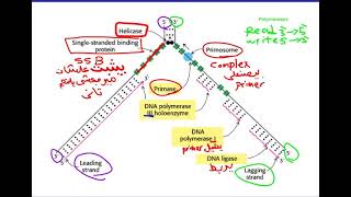 8 Cell biology  DNA replication شرح بالعربي [upl. by Belier]