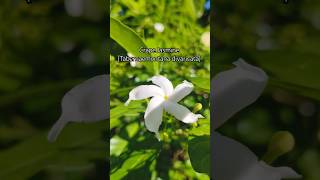 Crape Jasmine 🌸 Tabernaemontana divaricata ✨ botany floralbeauty flowergarden gardenflowers [upl. by Dulcinea971]