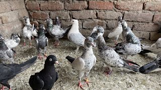 saharanpuri pigeon for sale  saharanpuri kabootar ki video Delhi white pigeons [upl. by Ileane117]