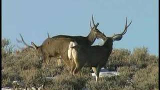 Big Mule Deer Bucks [upl. by Bridwell]