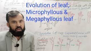 Evolution of Leaf Microphyllous amp Megaphyllous leaf [upl. by Annuhsal703]