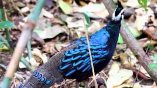 Wild Palawan Peacock Pheasant  Palawan Philippines [upl. by Gayel969]