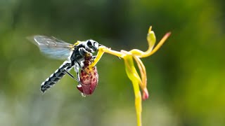 Sneaky Orchid Tricks a Wasp  The Green Planet  BBC Earth [upl. by Neerak175]