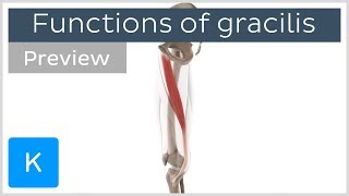 Functions of the gracilis muscle 3D preview  Human Anatomy  Kenhub [upl. by Ecirum]