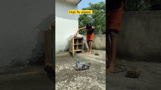 White katt ta haishorts ytshorts viralvideo nature bird pigeon [upl. by Jillene]