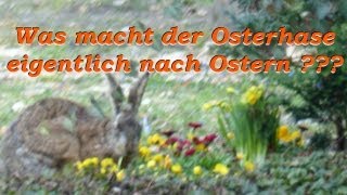 Was macht der Osterhase nach Ostern [upl. by Ecinaj]