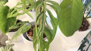 Aroid Timelapse  Ep35 Monstera Esqueleto Unfurled New Leaf  10 Days [upl. by Cilla68]