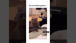 Cat was very surprised 😂 cats catshorts funnycats [upl. by Opal]