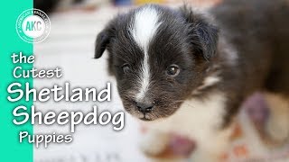 The Cutest Shetland Sheepdog Puppies [upl. by Rowney]