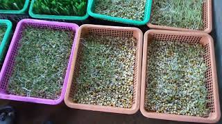 Low Cost Hydrophonic maize grass [upl. by Lotte528]