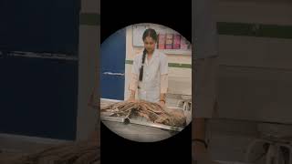 Dissection of lower limb medicalstudent medicalfield music [upl. by Raseac]