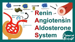 Renin Angiotensin Aldosterone System  RAAS pathway  Function of RAAS pathway [upl. by Maddy]