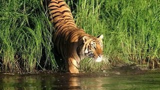 Home Sundarbans Forest of Royal Bengal Tiger [upl. by Iaras]