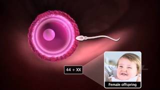 Grade12 Fertilisation amp Implantation2 [upl. by Brandt]