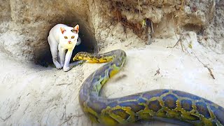 20 Times Cats Messed With The Wrong Snake [upl. by Nylatsirhc]