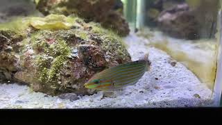 ￼Melanurus Wrasse [upl. by Slaohcin130]